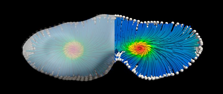 3D Simulation of Active Matter in a Geometry Resembling a Dividing Cell
