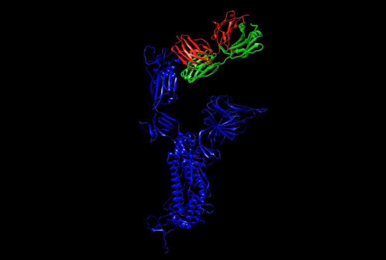 3D Structure Antibody SARS-CoV-2