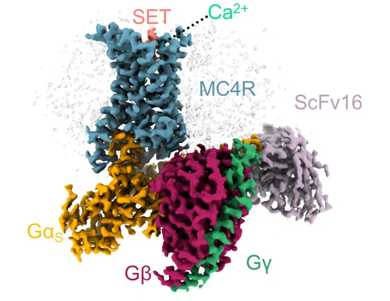 3D Structure MC4 Receptor Setmelanotide