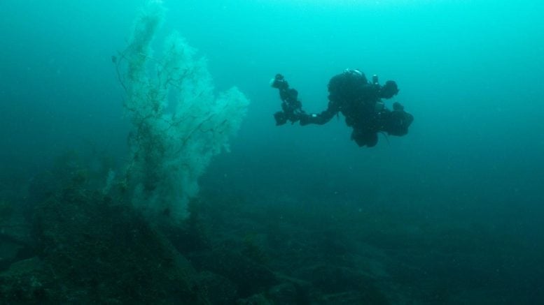 4 Meter Tall Black Coral Found in Fiordland