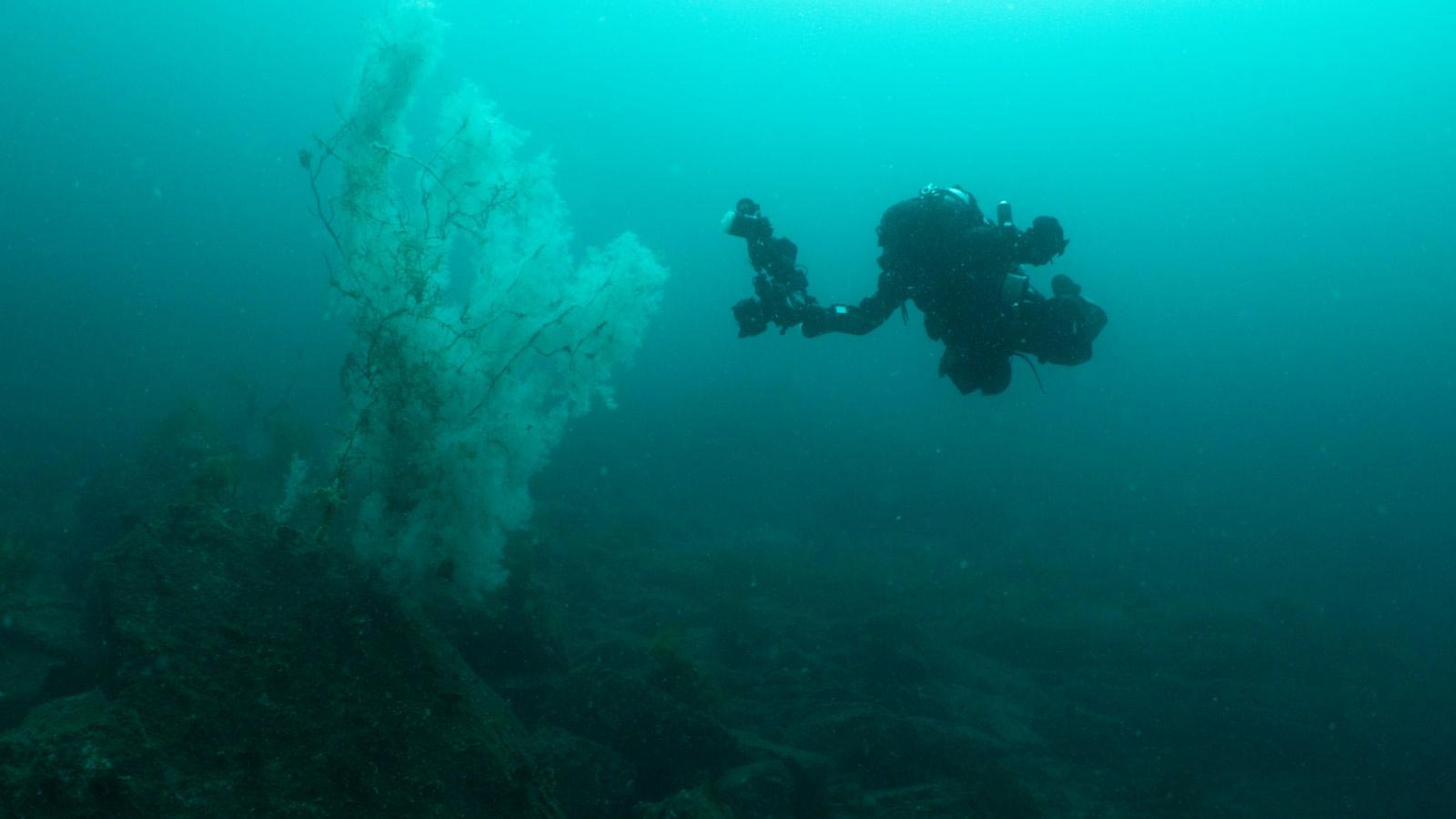 “Absolutely Huge” – Giant 400-Year-Old Black Coral Stuns Marine Researchers in New Zealand