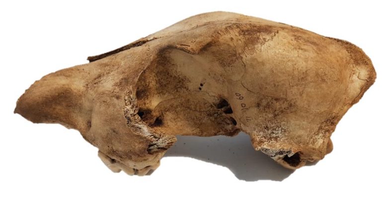 400-Year-Old Female Dingo Skull