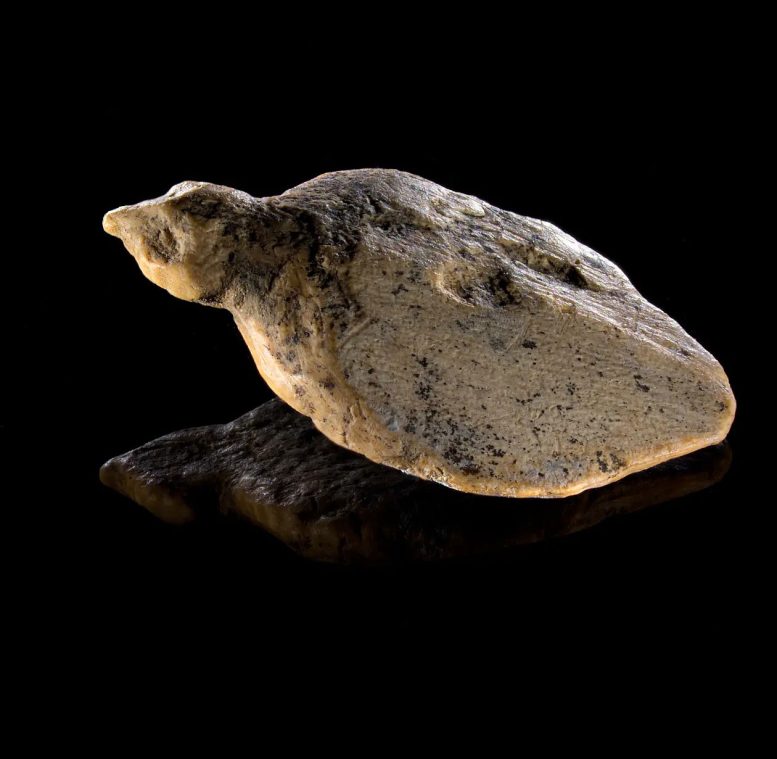 40,000 Year Old Bird Figurine From Hohle Fels
