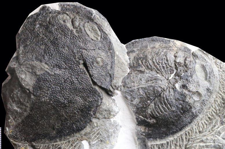 419-Million-Year-Old Galeaspid Fossil Completely Preserved With Gill Filaments