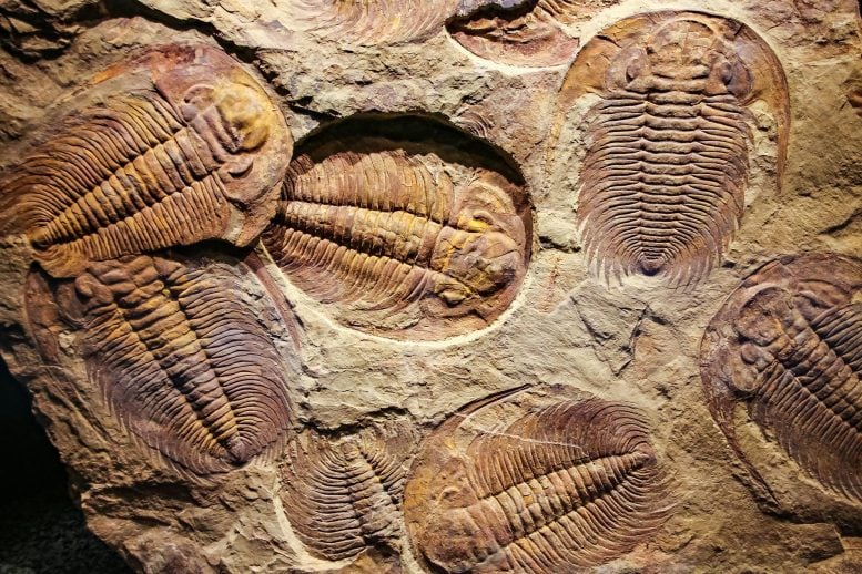 500 Million Year Old Trilobites