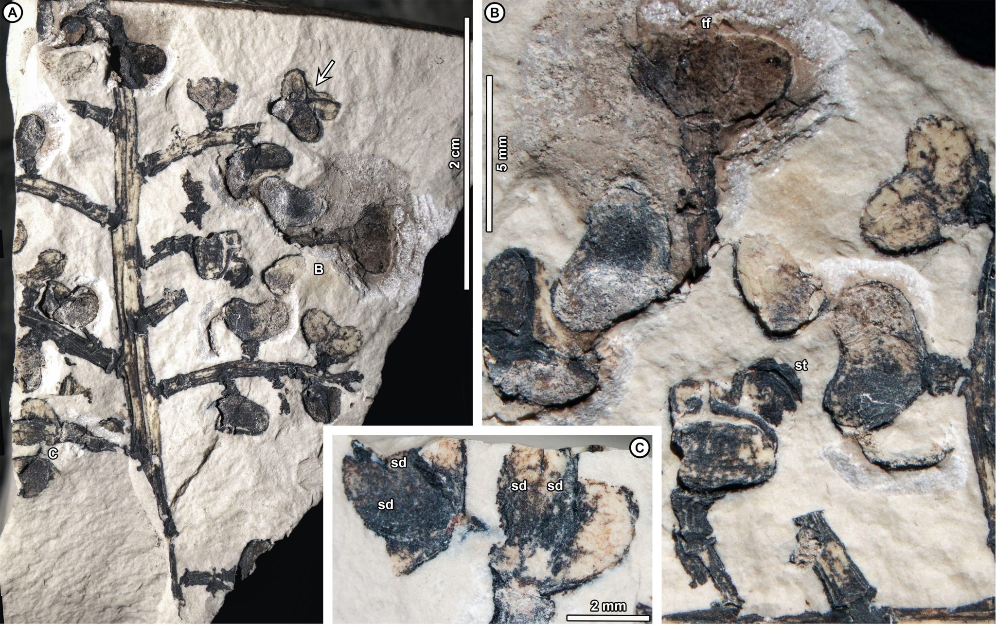 “The Most Dramatic Evolutionary Biogeography Story I’ve Ever Seen