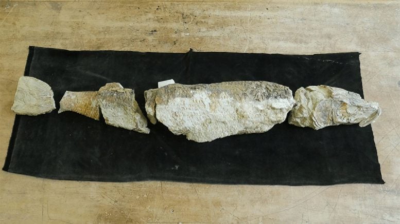 55 Million Year Old Tarpon Fossil Fish