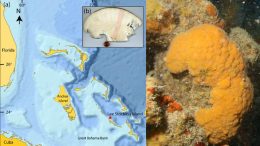 600-Year-Old Marine Sponge