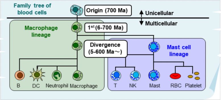 700 Million Year History of Our Blood Cells
