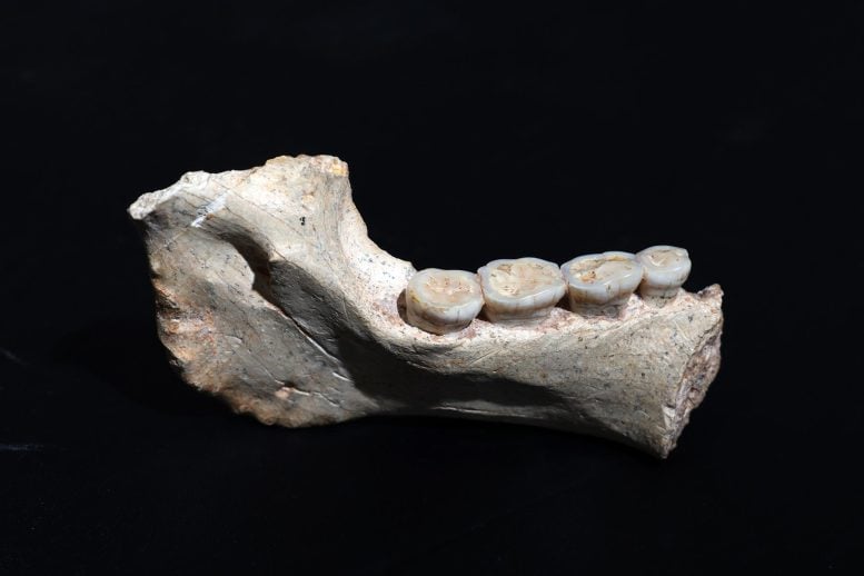 773,000 Year Old Mandible ThI GH 1 From Morroco