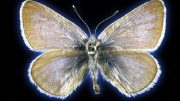93-Year-Old Xerces Blue Butterfly Specimen
