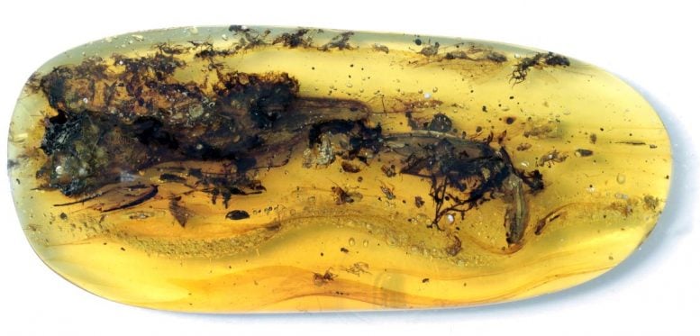 Las escamas de lagarto tienen 99 millones de años