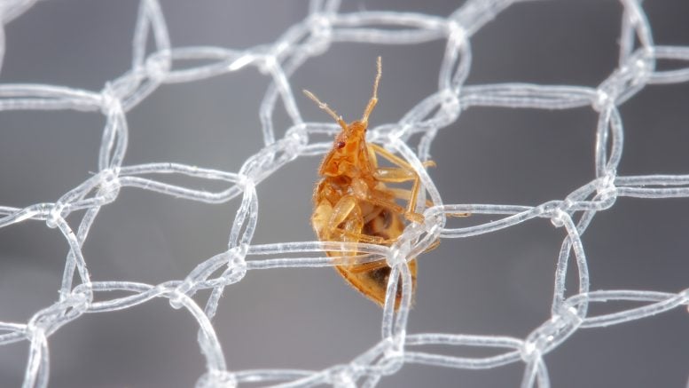 A Bed Bug Works Its Way Through a Bed Net