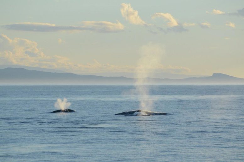 A Blue Whale Mother and Calf Swimming Together in the South Taranaki Bight