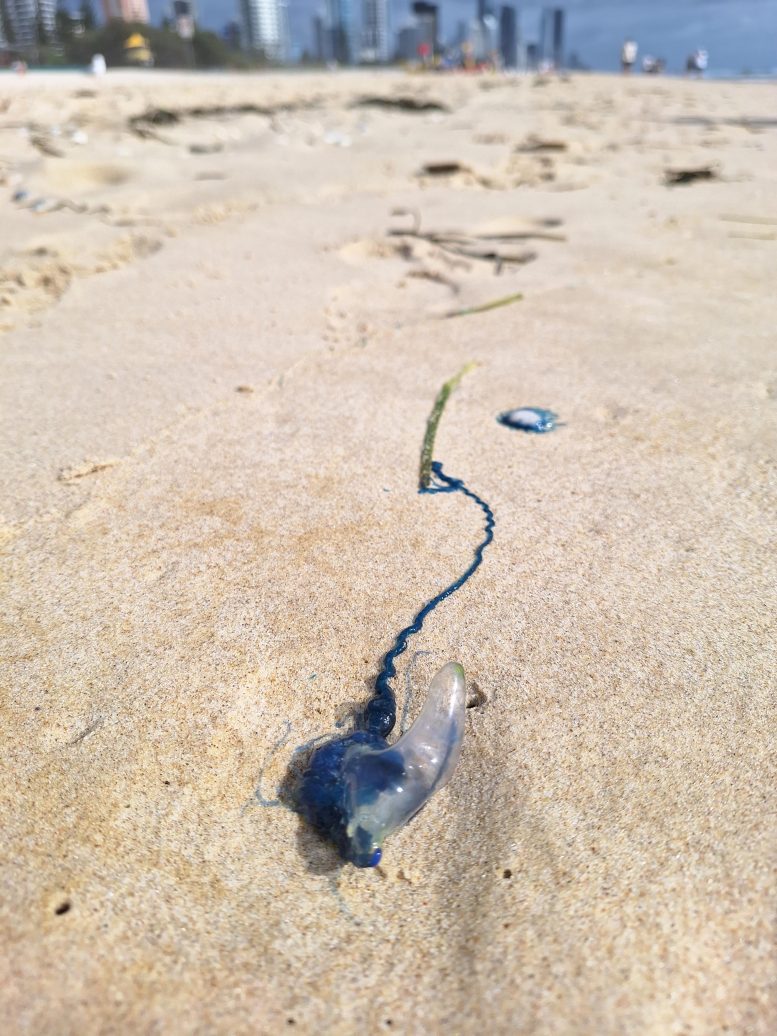 A Bluebottle on a Gold Coast Beach in Australia