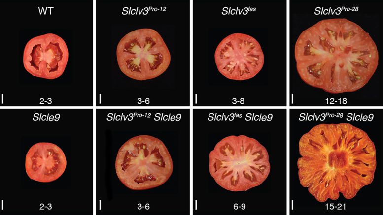 A Collection of Tomatoes With Different Combinations of Artificial and Natural Mutations