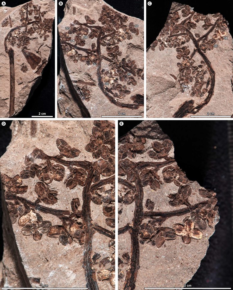 A Compound Infructescence Fossil Showing Preserved Fruits and Seeds Attached to Branches