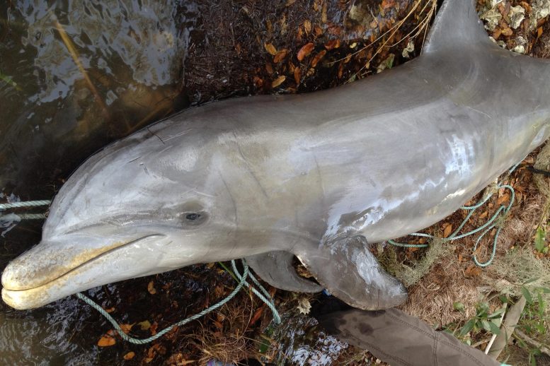 A Deceased Stranded Dolphin Photographed by Researchers