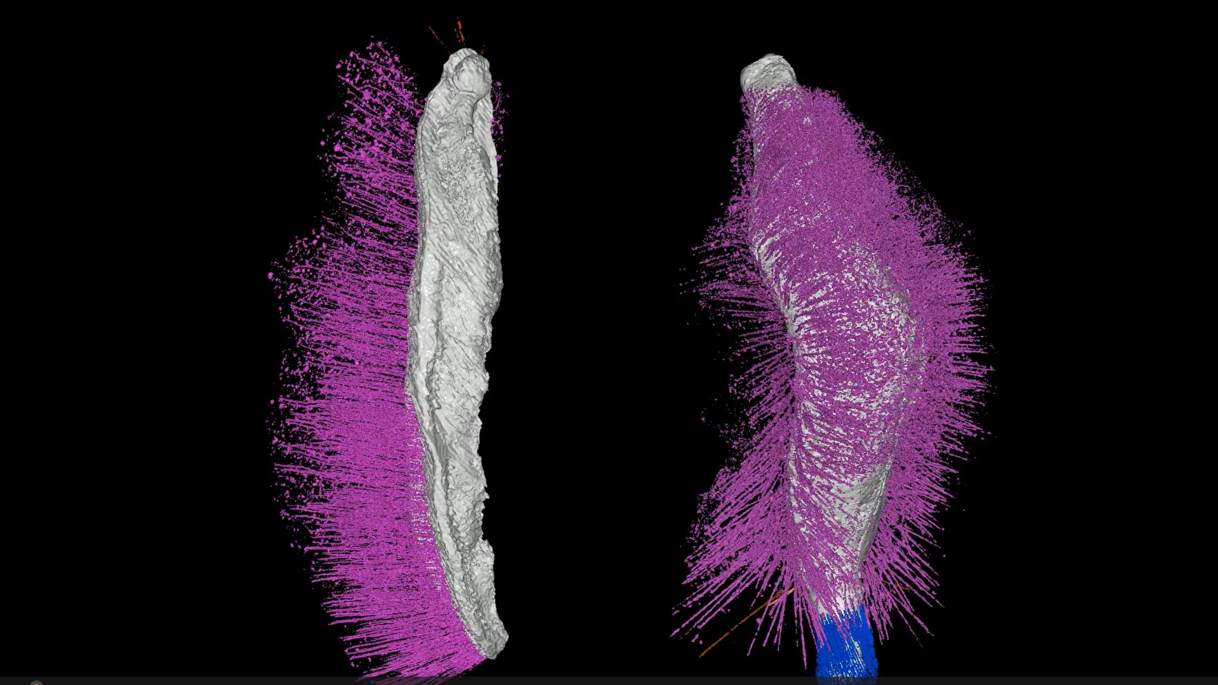 Researchers Unearth 430-Million-Year-Old Fossils That Defy Evolutionary ...