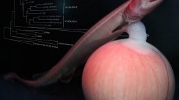 A Developing Embryo of the Frilled Shark