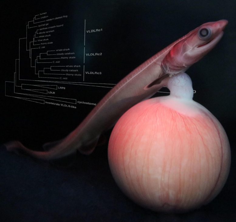 A Developing Embryo of the Frilled Shark