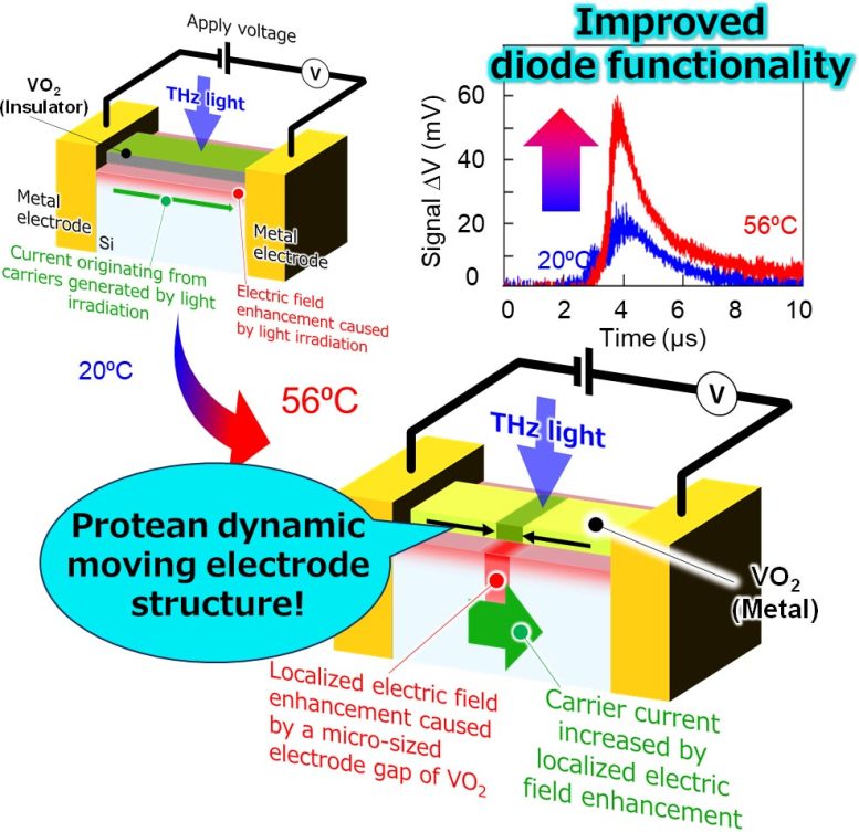 A Diode Containing a ‘Living’ Electrode With a Dynamic Structure