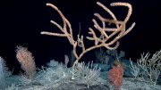 A Diversity of Bamboo Corals and Golden Corals in the Central Pacific Ocean