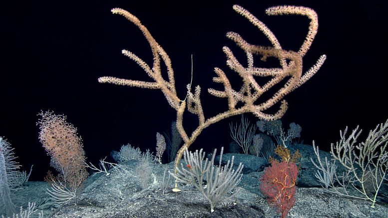 מגוון של אלמוגים במבוק ואלמוגי זהב במרכז האוקיינוס ​​השקט