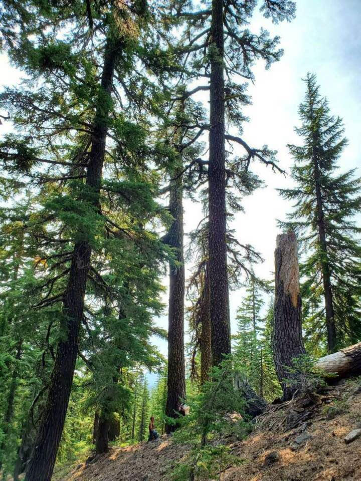워싱턴 산 레이니어 국립공원 인근의 타호마 크릭에 있는 더글러스 전나무