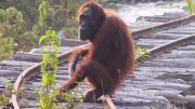 A Dramatic Decline of Bornean Orangutans