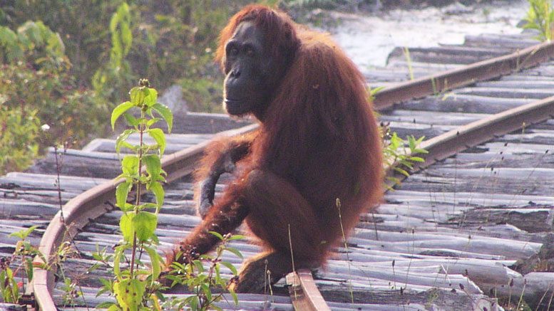 Orangutans Learn Tool Use Through Social Observation