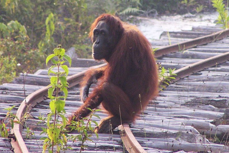 A Dramatic Decline of Bornean Orangutans