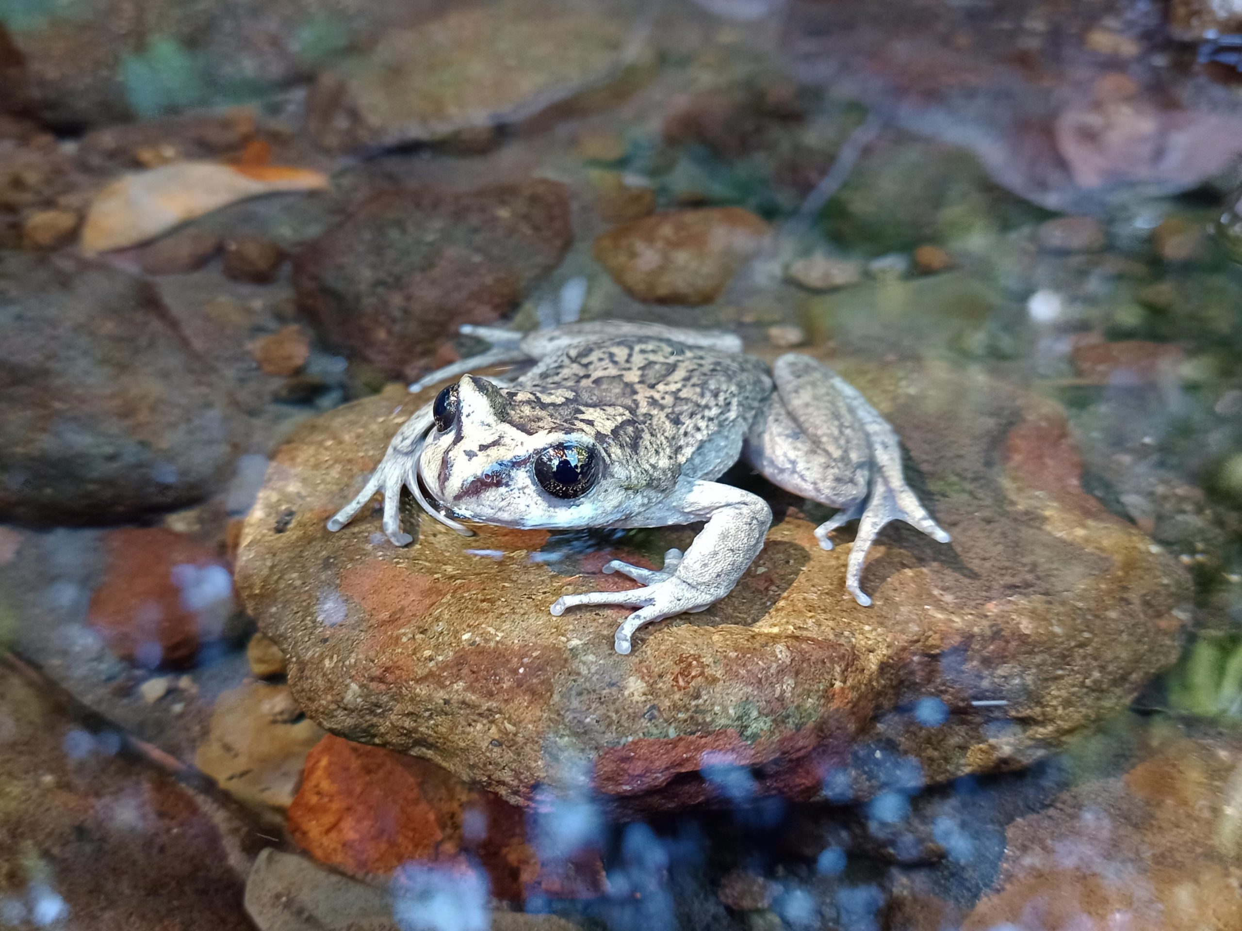Ghost Frog Found: Scientists Stumble Upon Species Missing Since 1902
