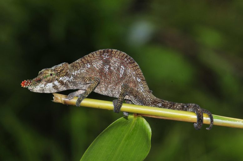 A Female of Calumma Pinocchio