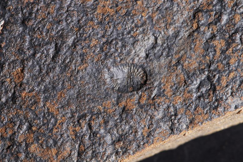 A Fossil of Dickinsonia