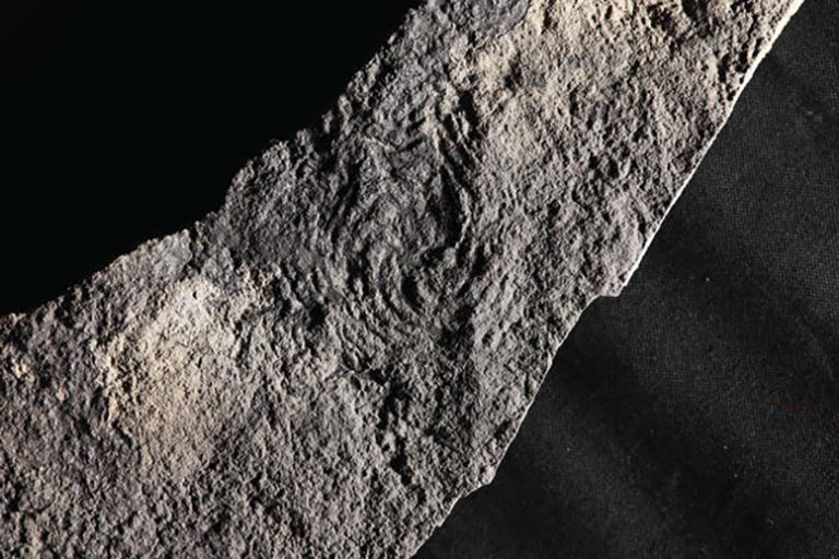 These 567-Million-Year-Old Fossils Are Rewriting the Story of Life on Earth