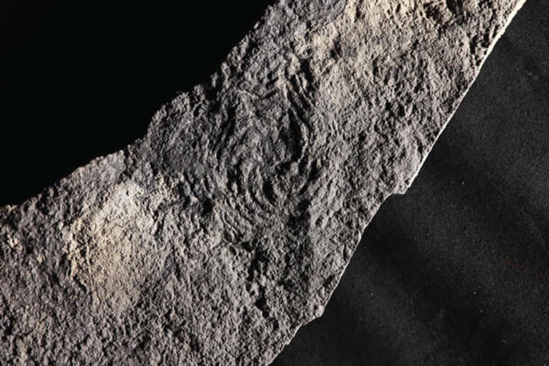 A Fossil of Eoandromeda