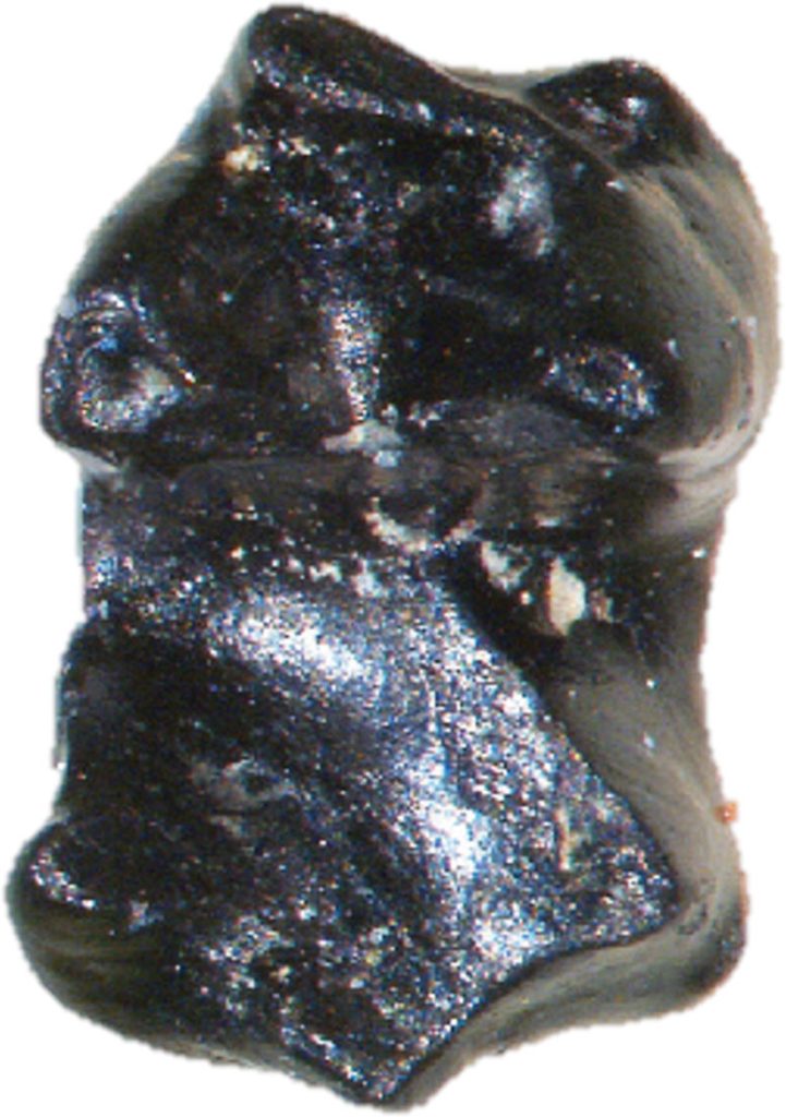 A Fossilized Sikuomys mikros Tooth