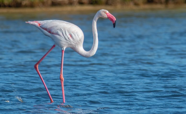 A Greater Flamingo in Mallorca, Spain