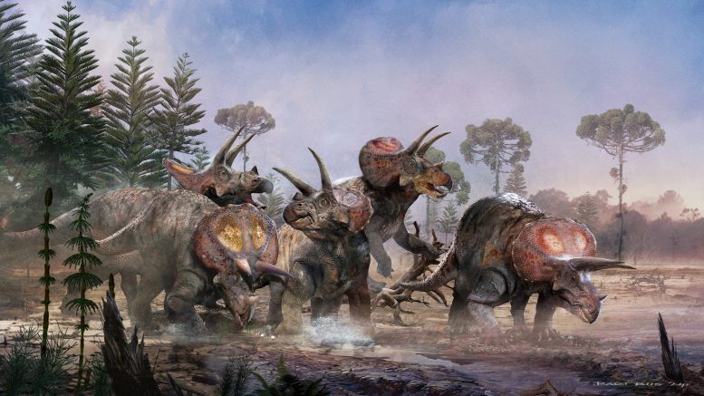 A Group of Triceratops