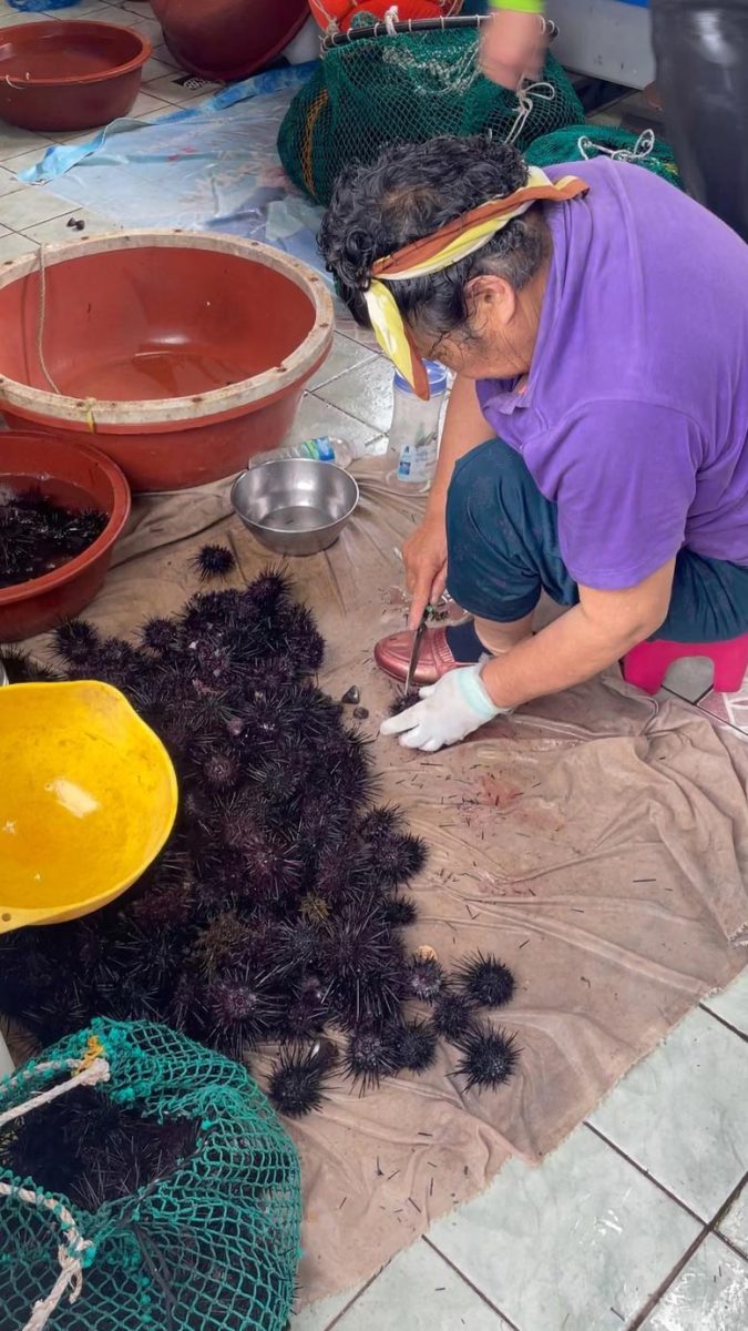 A Haenyeo Diver Opens Sea Urchins