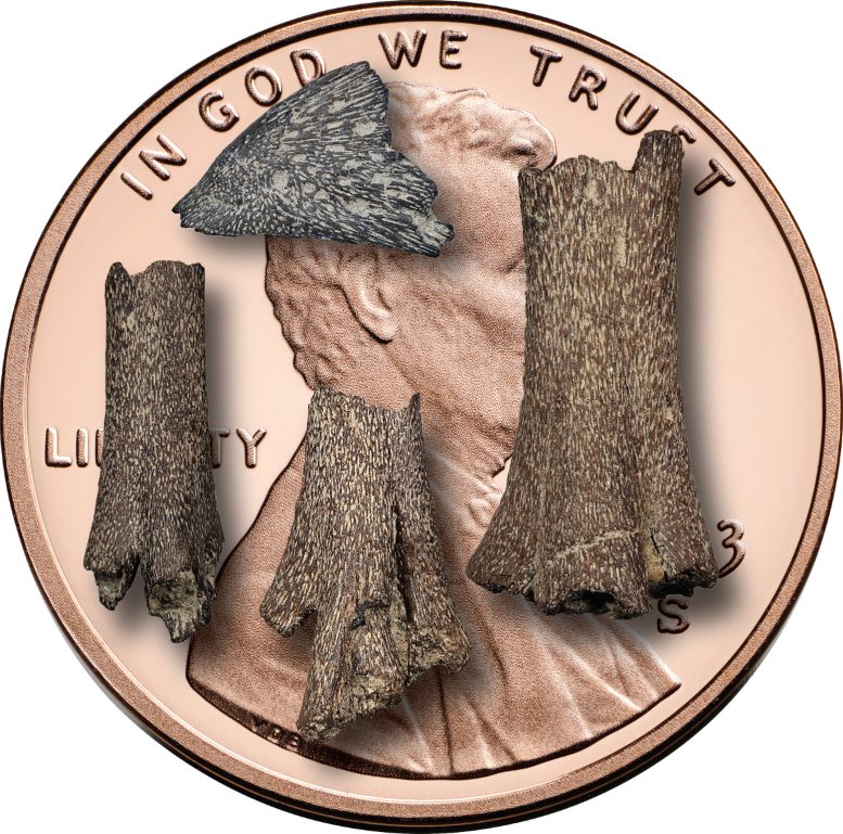 A Hatchling Bird Beak, Top Left, and Three Foot Bones Are Pictured To Scale on a Penny