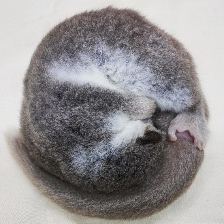 A Hibernating Dwarf Lemur
