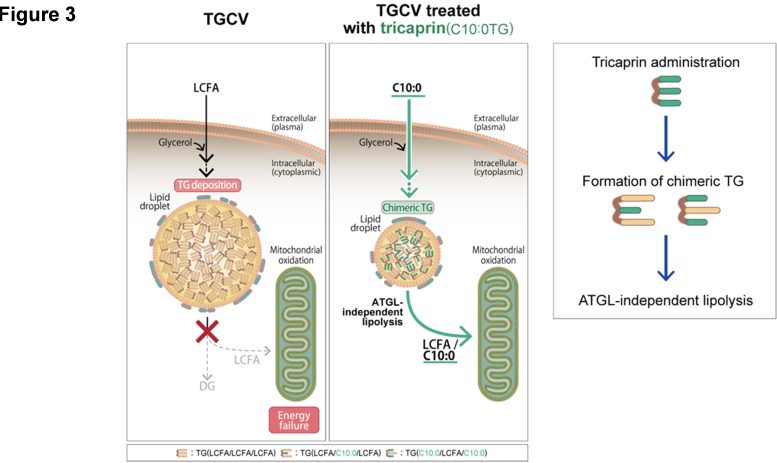 A Hypothetical Model of the Detailed Mechanism of Action of Tricaprin