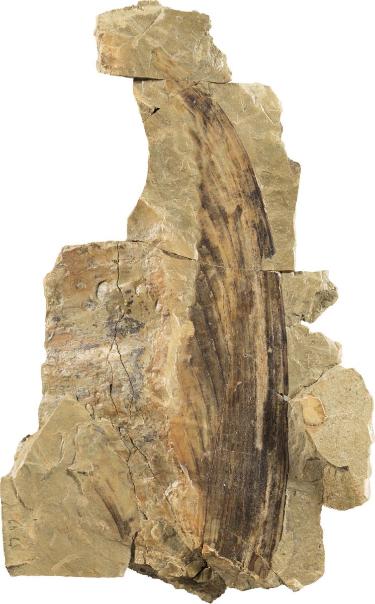 A Large Crest of Mirasaura