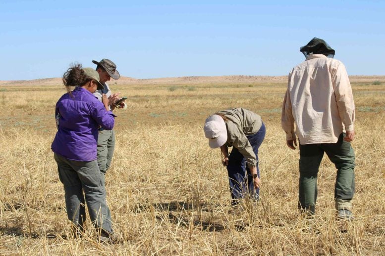 A Large Field of Channel Millet