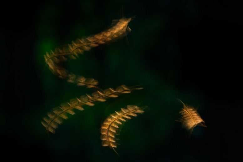 A Long Exposure Photo of a Mosquito in Flight