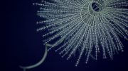 A Magnificent Coral Iridogorgia magnispiralis