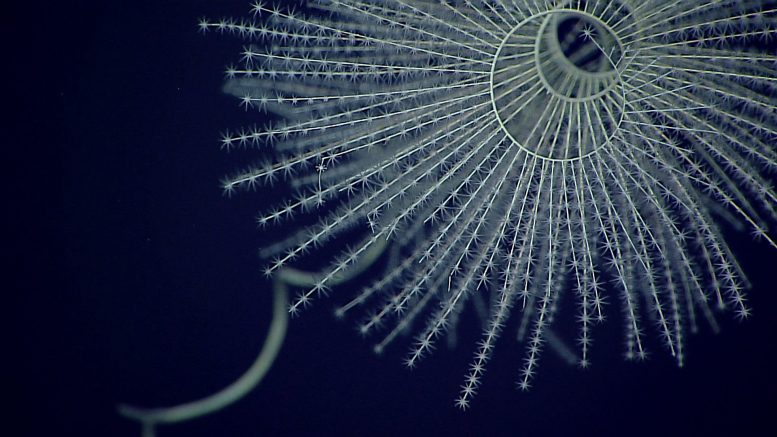 A Magnificent Coral Iridogorgia magnispiralis