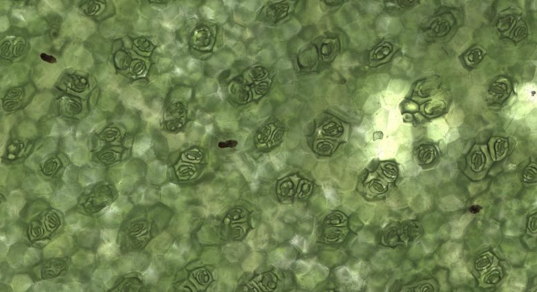 A Magnified View of Many Plant Stomata on a Begonia Leaf